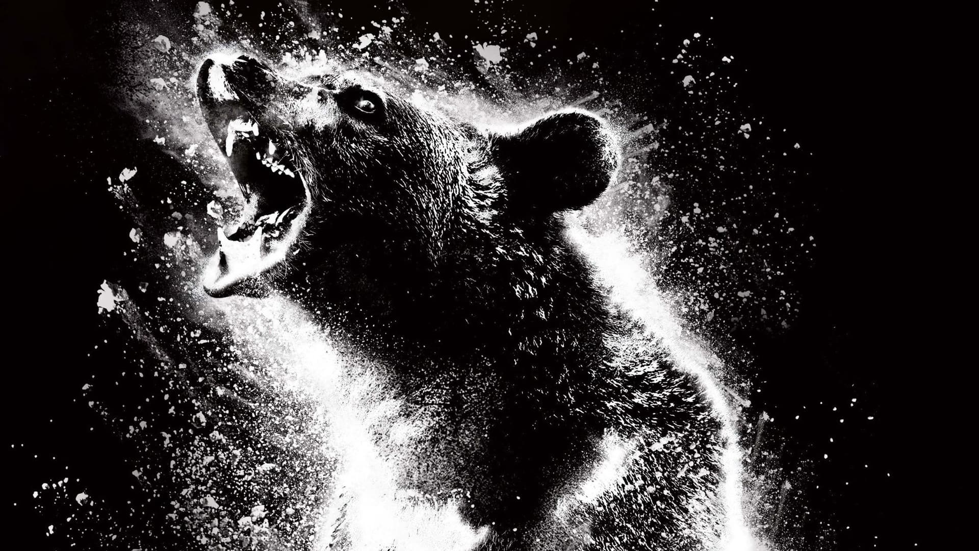 Cocaine Bearimage